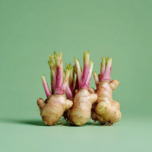 Junger Ingwer mit Trieb